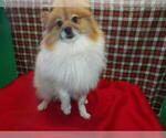 Small #1 Pomeranian