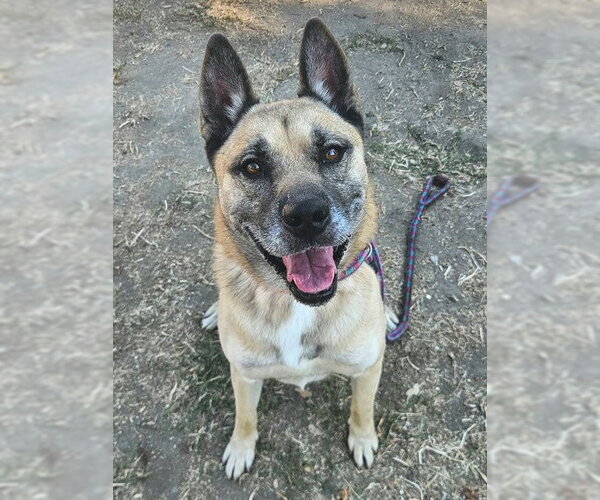 Medium Photo #2 German Shepherd Dog-Unknown Mix Puppy For Sale in Sacramento, CA, USA