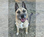 Small #1 German Shepherd Dog Mix