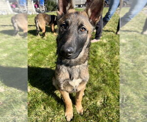 German Shepherd Dog-Unknown Mix Dogs for adoption in Imlay City, MI, USA
