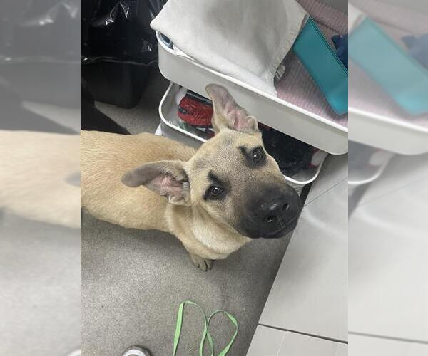 Medium Photo #1 German Shepherd Dog Puppy For Sale in HESPERIA, CA, USA