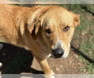 Labrador Retriever-Unknown Mix Dogs for adoption in Tulsa, OK, USA