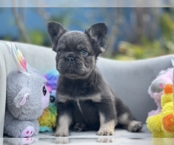 Medium Photo #4 French Bulldog Puppy For Sale in LEHIGH ACRES, FL, USA
