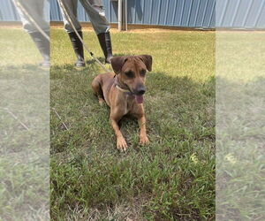 Dachshund-Unknown Mix Dogs for adoption in Cromwell, KY, USA