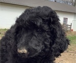 Small #6 Labradoodle-Poodle (Standard) Mix