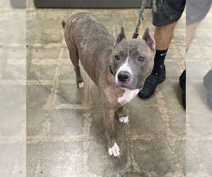 American Pit Bull Terrier-Unknown Mix Dogs for adoption in Marina Del Rey, CA, USA