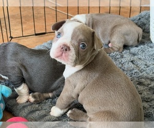 Faux Frenchbo Bulldog Litter for sale in LAS CRUCES, NM, USA