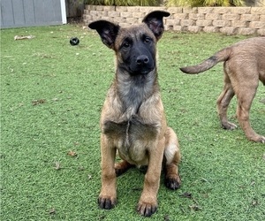 Belgian Malinois Puppy for sale in DIXON, CA, USA