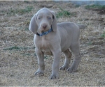Small Photo #1 Weimaraner Puppy For Sale in AMORITA, OK, USA