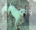 Small #2 American Pit Bull Terrier Mix