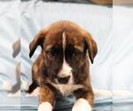 Small Mutt