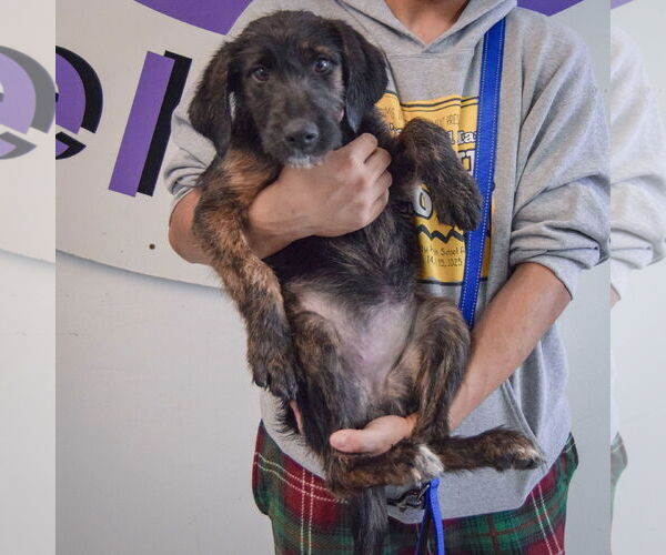 Medium Photo #3 Beagle-Unknown Mix Puppy For Sale in Huntley, IL, USA