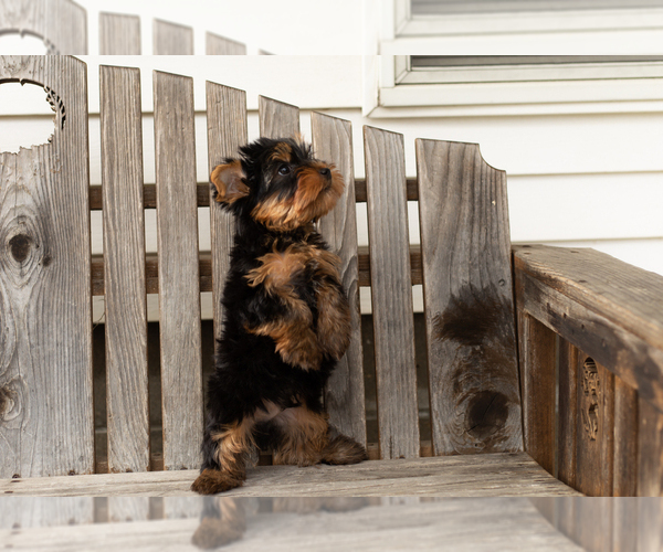 Medium Photo #2 Yorkshire Terrier Puppy For Sale in NAPPANEE, IN, USA