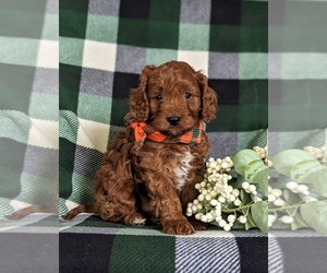 Cavapoo Puppy for sale in NOTTINGHAM, PA, USA