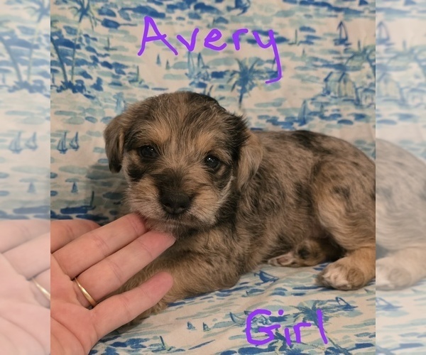 Medium Photo #17 Chizer Puppy For Sale in MONTEZUMA, GA, USA