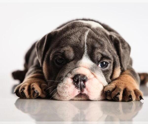Medium Photo #1 Bulldog Puppy For Sale in PROVIDENCE, RI, USA