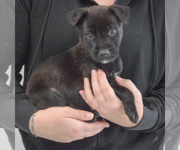 Medium Photo #3 Mutt Puppy For Sale in Huntley, IL, USA