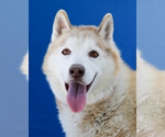 Small Siberian Husky