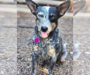 Mutt Dogs for adoption in Paso Robles, CA, USA