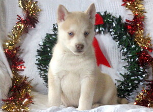 Siberian Husky Puppy for sale in MOUNT JOY, PA, USA