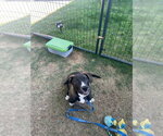 Small #1 Mutt