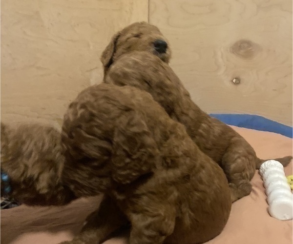 Medium Photo #22 Goldendoodle Puppy For Sale in BREA, CA, USA