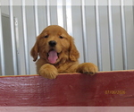 Small #3 Golden Retriever