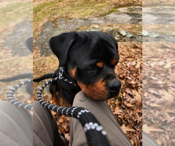 Medium Photo #2 Rottweiler Puppy For Sale in Hillsboro, NH, USA