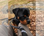 Small #1 Rottweiler
