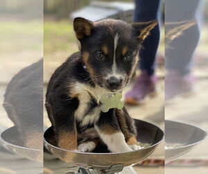 Kit - Male Siberian Husky-Unknown Mix Dog for Adoption - Photo #17