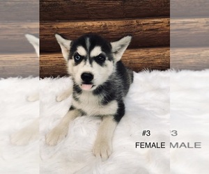 Siberian Husky Puppy for sale in MOUNT VERNON, IN, USA