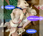 Small #3 Shih Tzu Mix