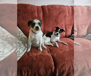 Ratshi Terrier Dogs for adoption in Minneapolis, MN, USA
