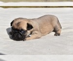 Small #3 Pug