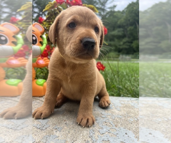 Medium Photo #5 Labrador Retriever Puppy For Sale in NEOLA, WV, USA