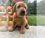 Small #4 Labrador Retriever