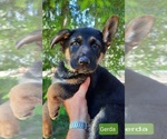 Small Photo #1 German Shepherd Dog Puppy For Sale in EVANS, WA, USA