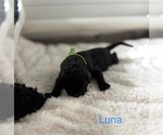 Puppy Luna Double Doodle