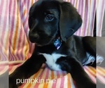 Puppy 3 German Shorthaired Lab