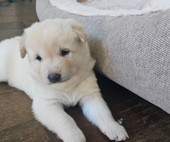 Medium Photo #3 Jindo Dog Puppy For Sale in CARROLLTON, TX, USA