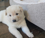 Puppy Hoya Jindo Dog