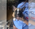 Small Photo #8 French Bulldog Puppy For Sale in SPARKS, NV, USA