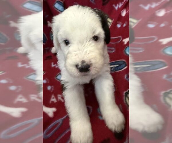 Medium Photo #1 Old English Sheepdog Puppy For Sale in WAKE FOREST, NC, USA