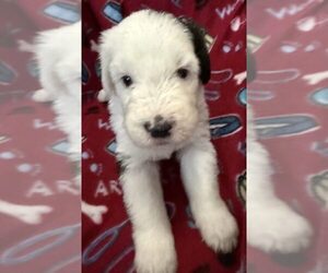 Old English Sheepdog Puppy for sale in WAKE FOREST, NC, USA