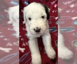 Image preview for Ad Listing. Nickname: Charlotte AKC