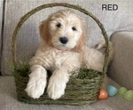 Puppy red Labradoodle