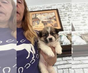 Pembroke Welsh Corgi Puppy for sale in CLARKTON, NC, USA