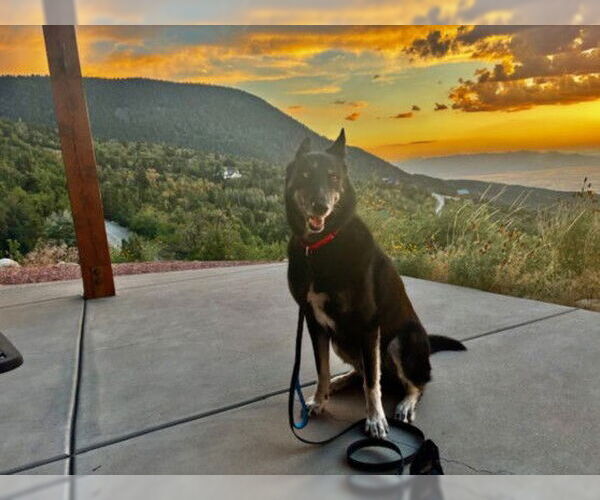 Medium Photo #3 Siberian Husky-Unknown Mix Puppy For Sale in Las Vegas, NV, USA
