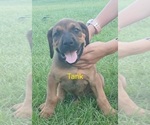 Small #2 Doberman Pinscher