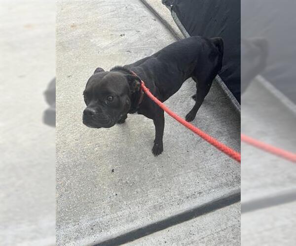 Medium Photo #1 Mutt Puppy For Sale in Houston, TX, USA